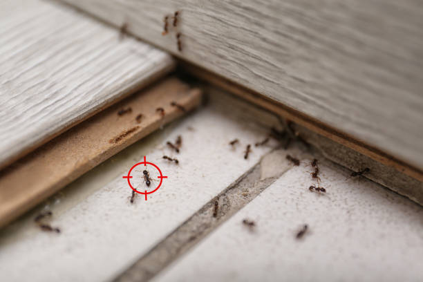 Best Exterminator Services  in Cornell, WI