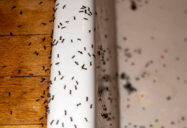 Best Wasp Removal Services  in Cornell, WI