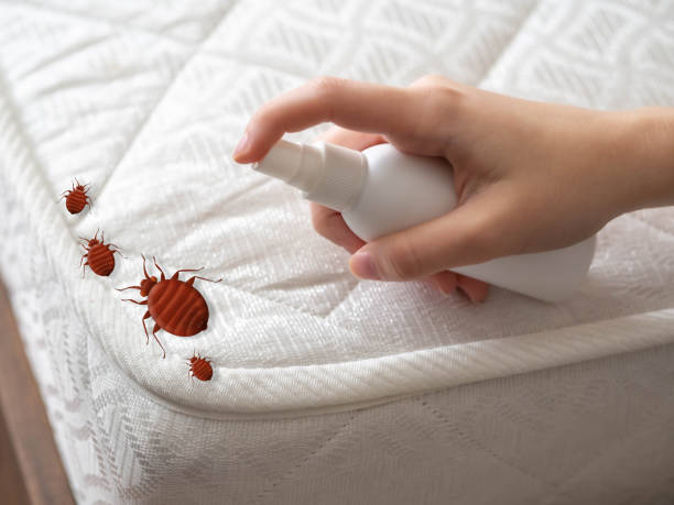 Best Affordable Pest Control Services  in Cornell, WI