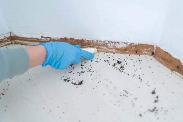Best Residential Pest Control  in Cornell, WI
